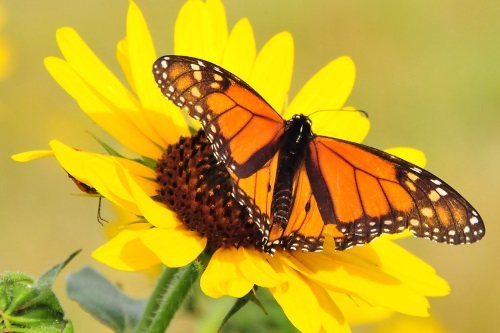 AASHTO Journal - Agreement Reached To Aid Monarch Butterfly Conservation